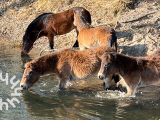 Casa per le vacanze Egmond aan den Hoef Ambiente 20