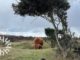 Casa per le vacanze Egmond aan den Hoef Ambiente 26