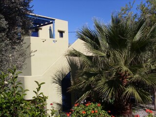 Großer Garten mit Palmen
