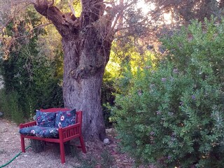 Sitting under old olive tree