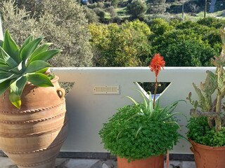 View from the upper terrace