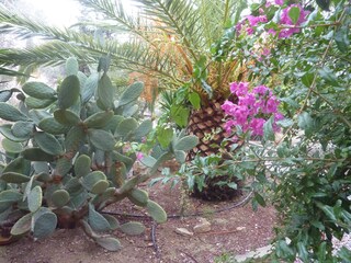 cacti and palm trees