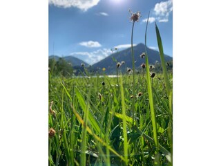 saftige Wiesen