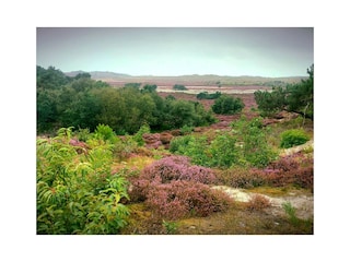 Dunes of Schoorl