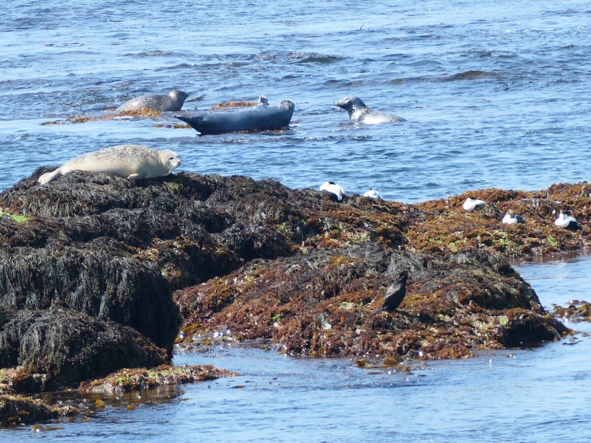 Robben in Seal Cove auf Brier Island