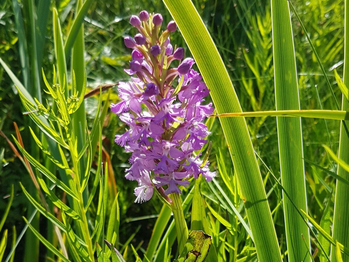 Orchideen auf Brier Island