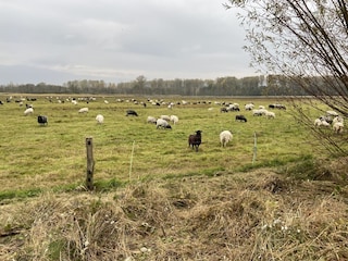 Schafe und Ziegen auf dem Südlichen Priwall im Herbst