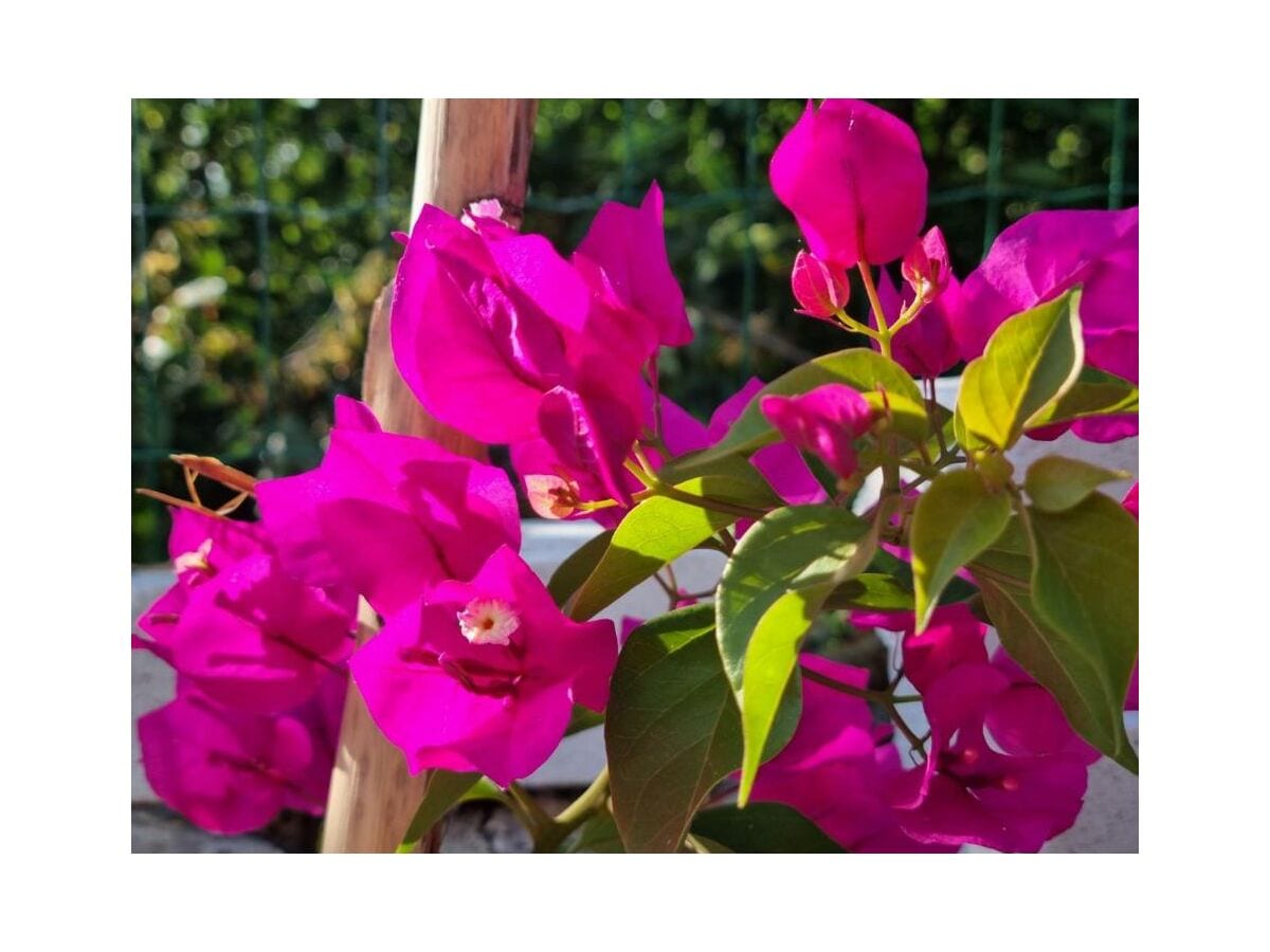 Bluehende Bougainville im Garten