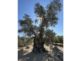 Casa per le vacanze Kamilari Ambiente 49