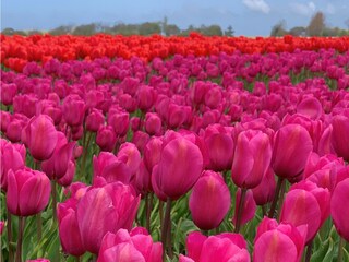 Appartamento Cadzand-Bad Ambiente 24