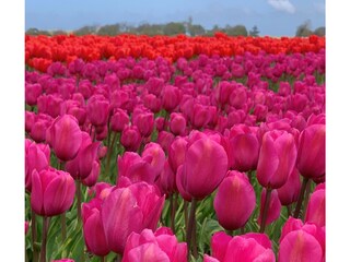 Appartamento Cadzand-Bad Ambiente 27