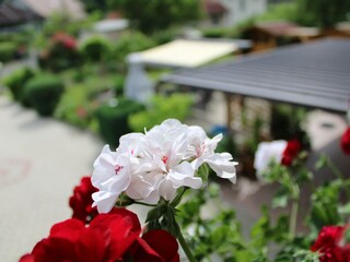 Blütenpracht