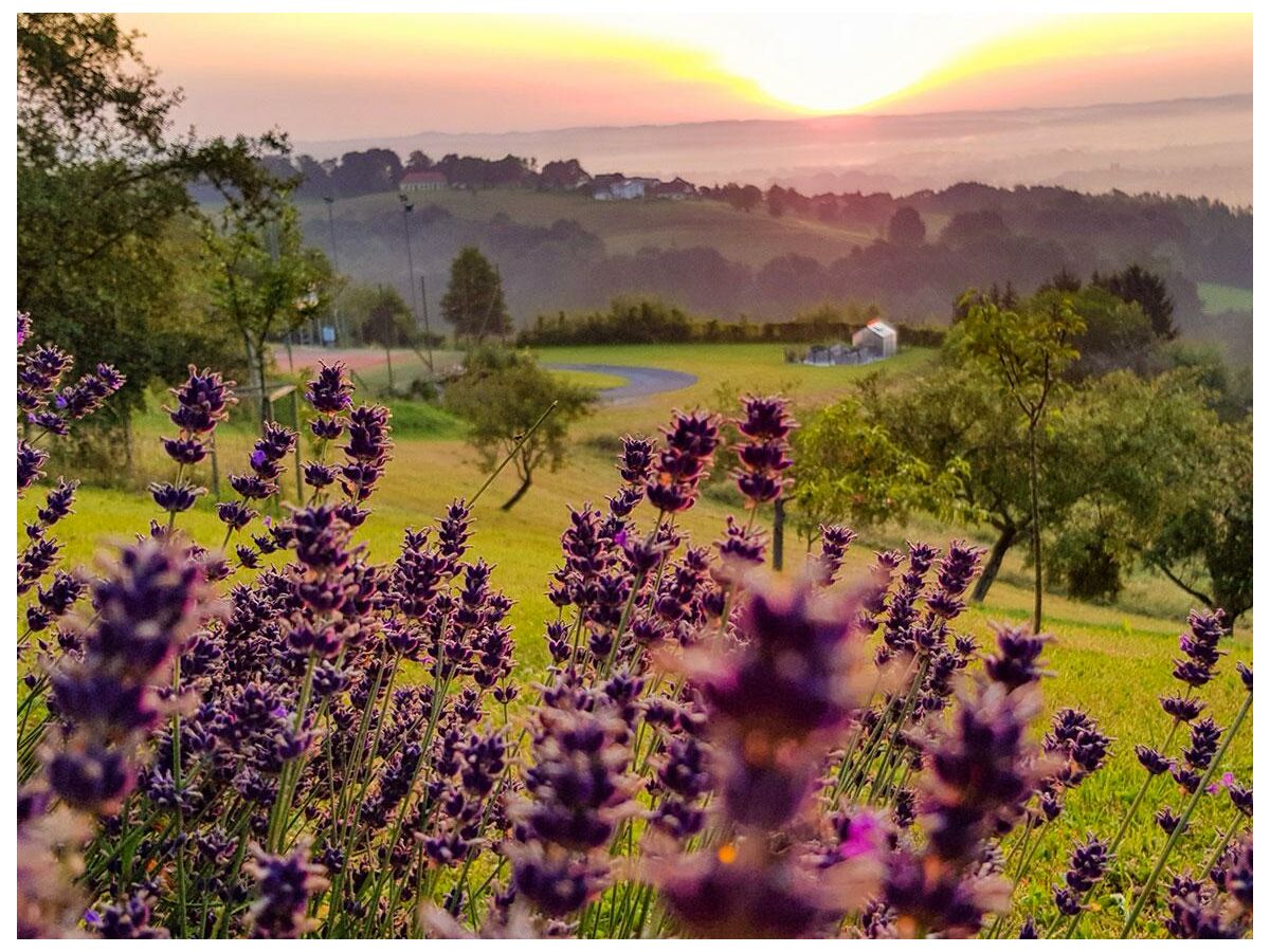 Lavendel