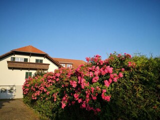 Aparthotel Goldener Hahn Apartments