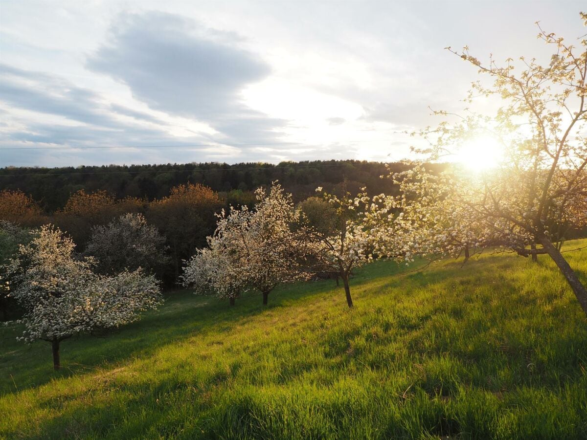 Obstwiese