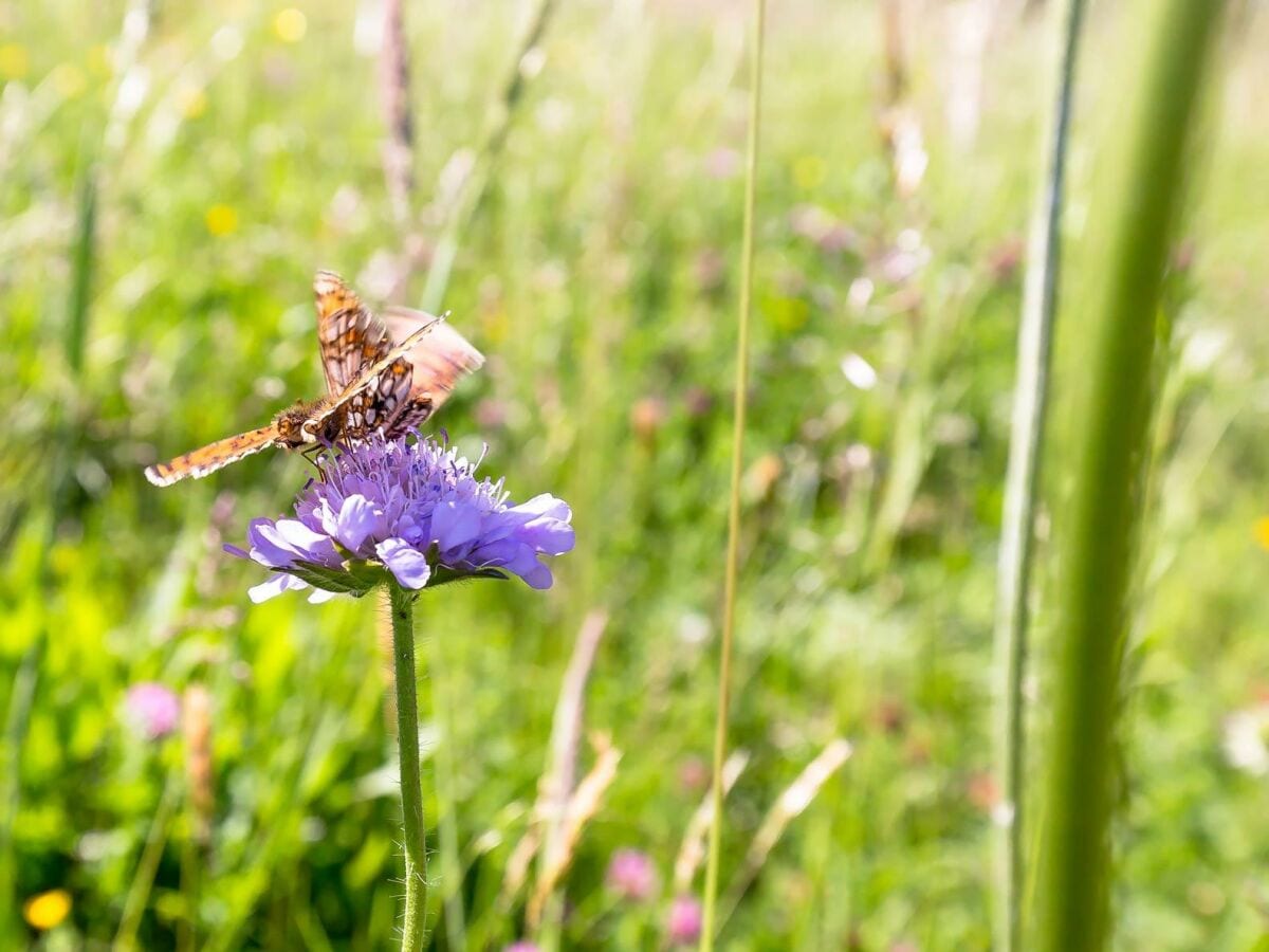 Witwenblume mit Schmetterling