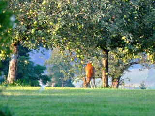 Reh in der Wiese vor dem Haus