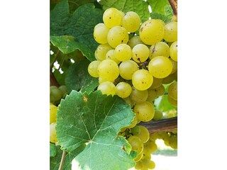 Rund um Garten und Hof