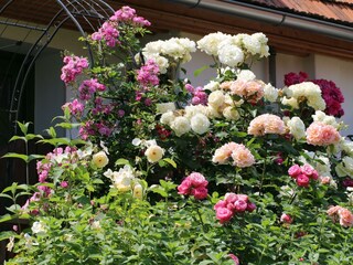 Rosenblüte Altes Gehöft Steiermark