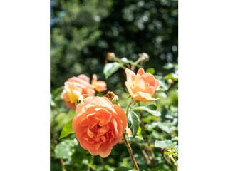 20220606-DSCF2945
