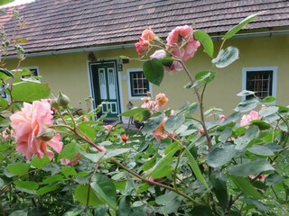 Rosen rund ums Haus