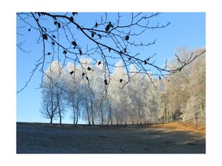 Hauswiese mit Birkenallee