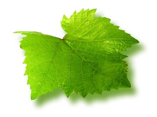 das weinberg