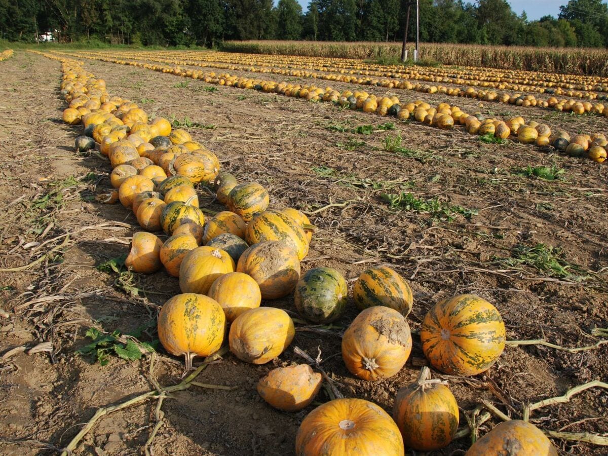 Kürbiskernfeld im Herbst