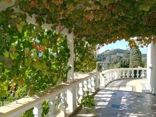 Klein-Holland Weinlaube