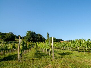 Weingartenrefugium Blick auf die Weingärten