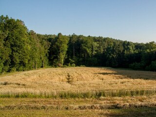 Weingartenrefugium Blick auf den Wald