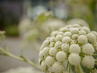 Blumen im Garten