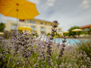 Lavendel