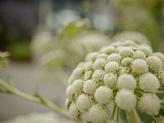 Blumen im Garten