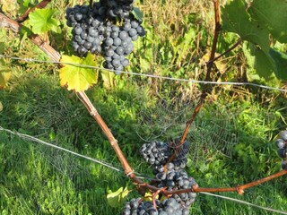 Blauer Zweigelt vor der Weinlese