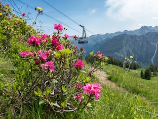 Alpenroseblüten auf dem Fellhorn