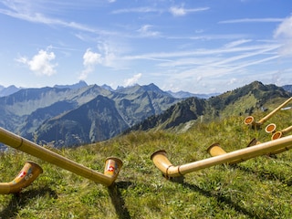 Alpenroseblüten auf dem Fellhorn