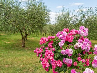 Appartamento Vižinada Registrazione all'aperto 6