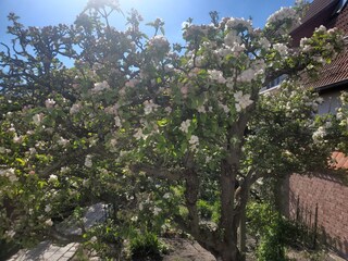 Apfelbaum in Blüte
