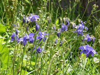 Appartamento per vacanze Alvaneu Ambiente 24