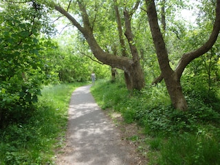 Waldweg Greune Stee