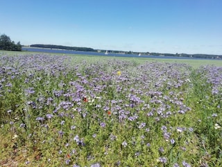 Schlei Region in Frühsommer