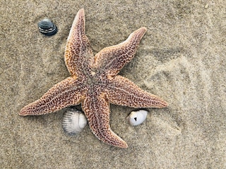 Apartamento Egmond aan Zee Entorno 33