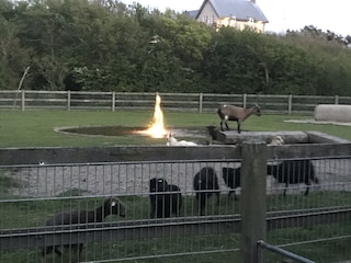 nebenan Parnassiapark mit Ziegen 3 Minunte vom Haus