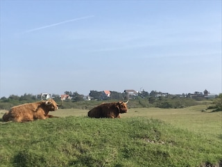 Wiesen mit Rindern bei Bergen aan Zee