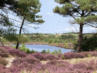 blühende Heide 2 km nördlich