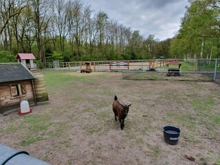 Ferienhaus Grolloo  18