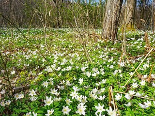 Vakantiehuis Hedekas  3
