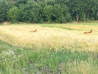 Vakantiehuis Hedekas  4