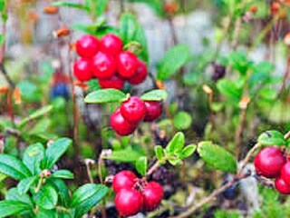 Vakantiehuis Hedekas  11